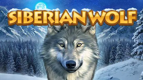 Siberian Wolf - Marakumi - Kenya